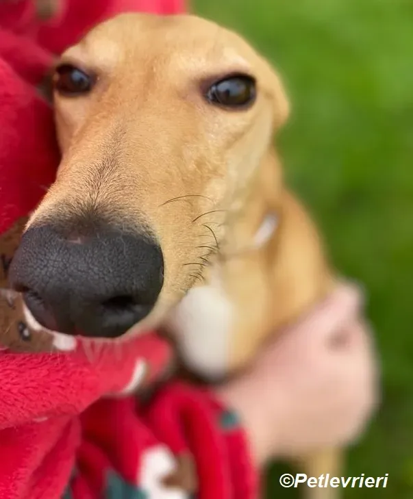 Thomas adozione levrieri greyhound 22