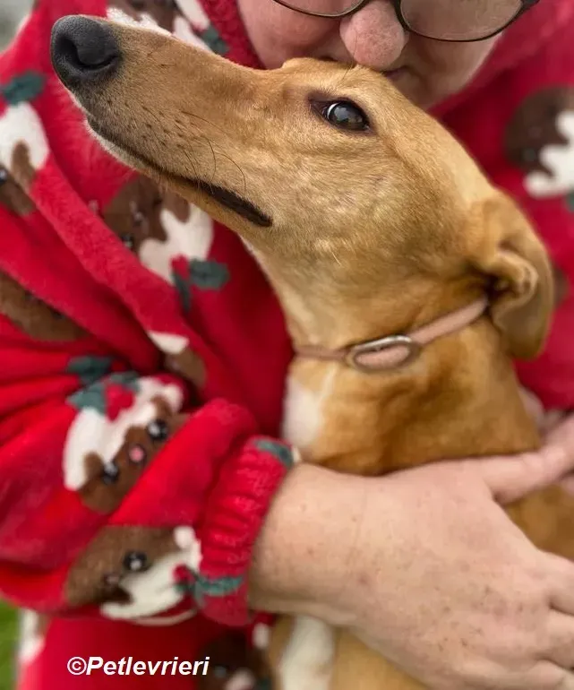 Thomas adozione levrieri greyhound 23