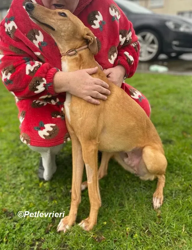 Thomas adozione levrieri greyhound 24