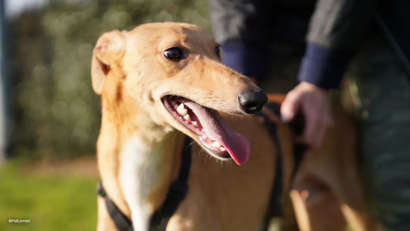 Thomas adozione levrieri greyhound 25