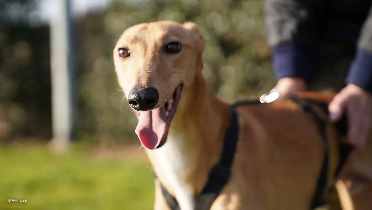 Thomas adozione levrieri greyhound 26