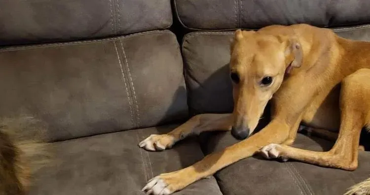 Thomas adozione levrieri greyhound 3 e1673018096463