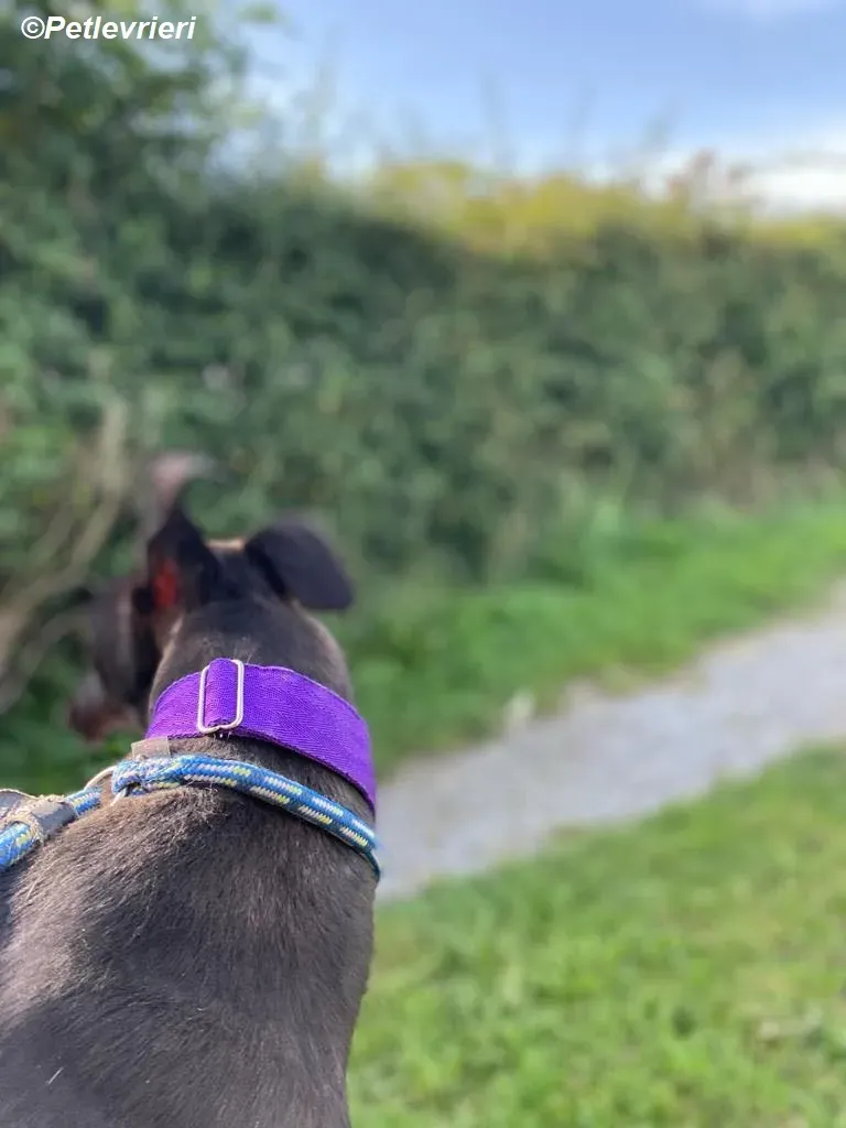 Thomas adozione levrieri greyhound 3