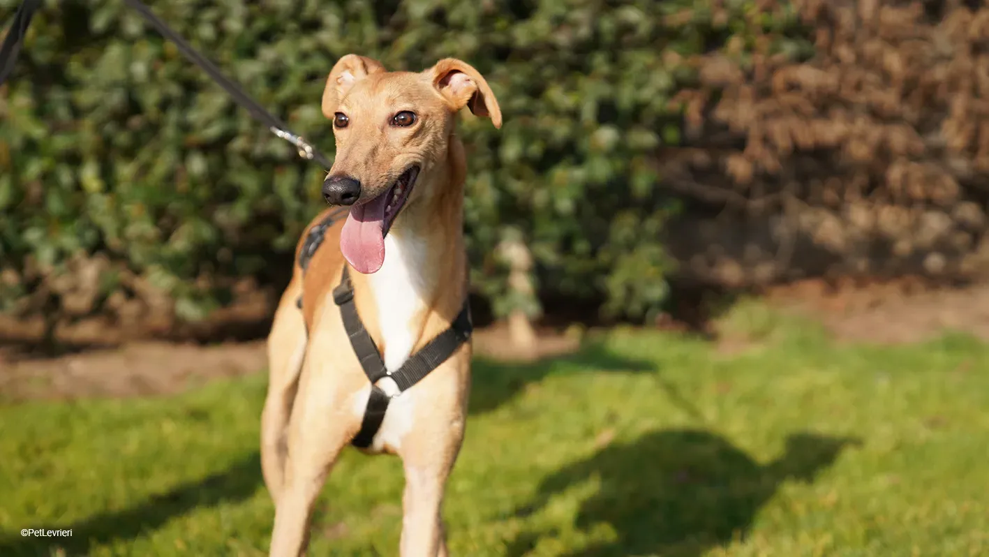 Thomas adozione levrieri greyhound 27