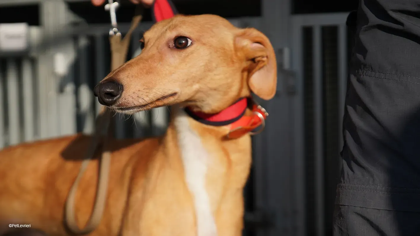 Thomas adozione levrieri greyhound 28