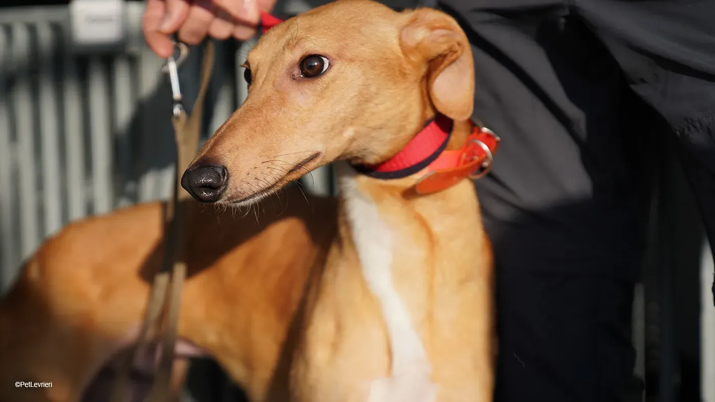 Thomas adozione levrieri greyhound 29