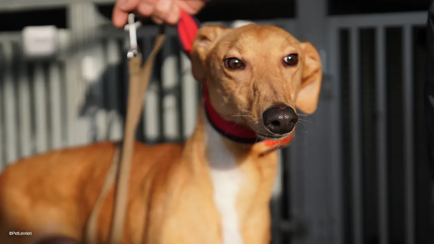 Thomas adozione levrieri greyhound 30