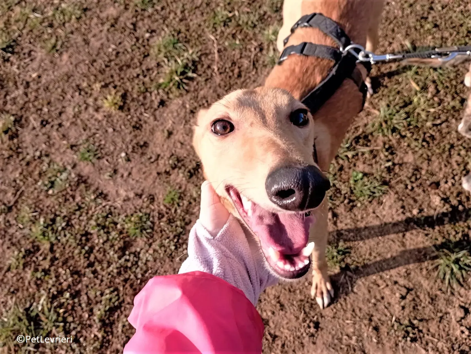 Thomas adozione levrieri greyhound 34 2