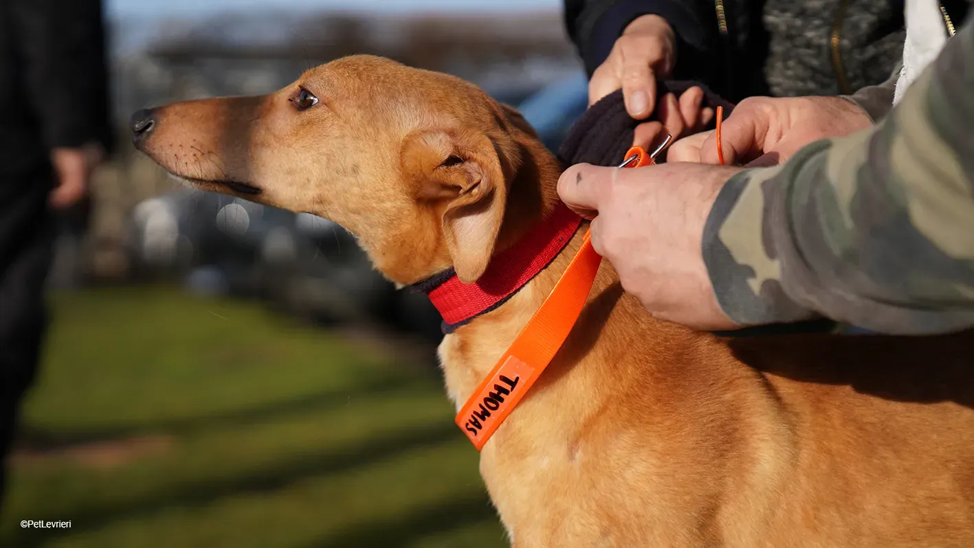 Thomas adozione levrieri greyhound 31