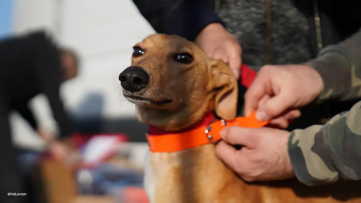 Thomas adozione levrieri greyhound 33