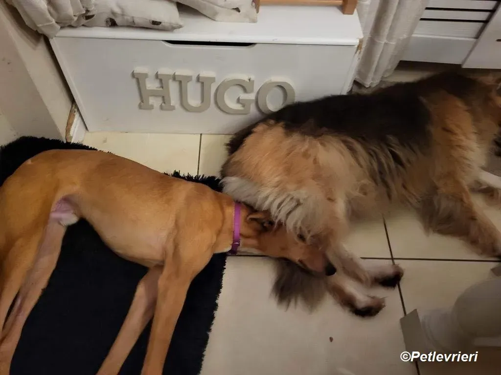 Thomas adozione levrieri greyhound 4