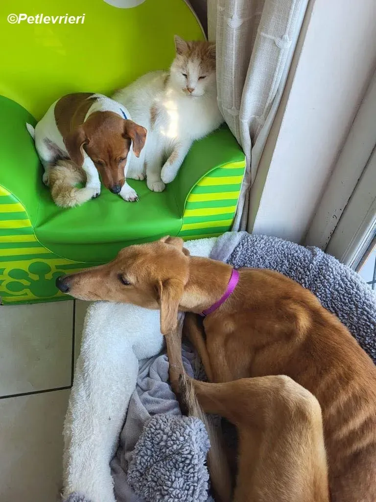 Thomas adozione levrieri greyhound 6