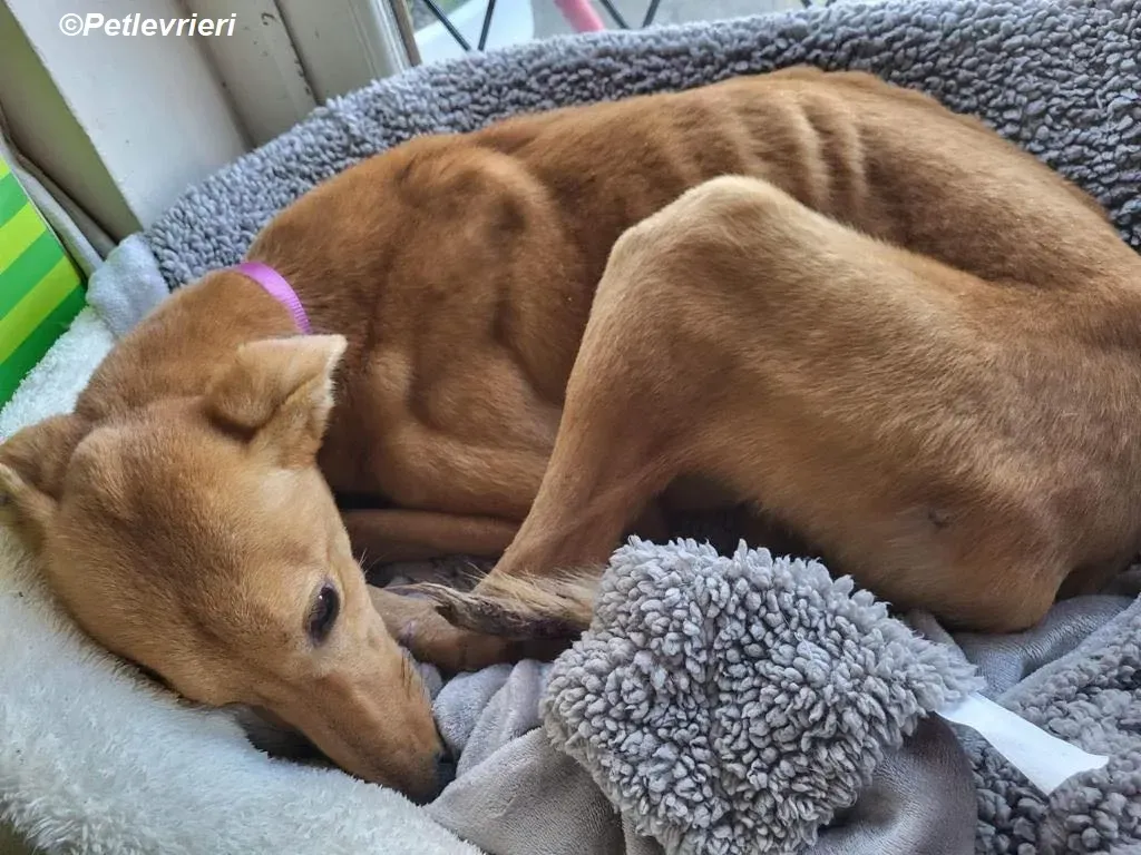 Thomas adozione levrieri greyhound 7