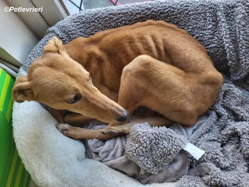 Thomas adozione levrieri greyhound 8