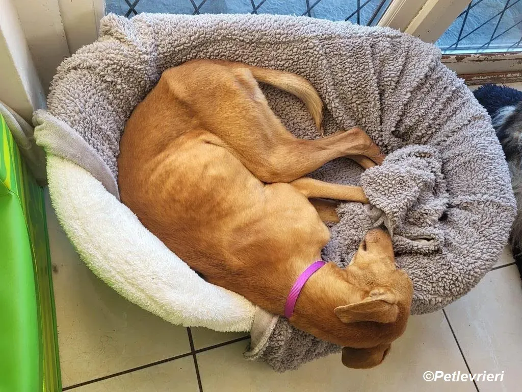 Thomas adozione levrieri greyhound 5