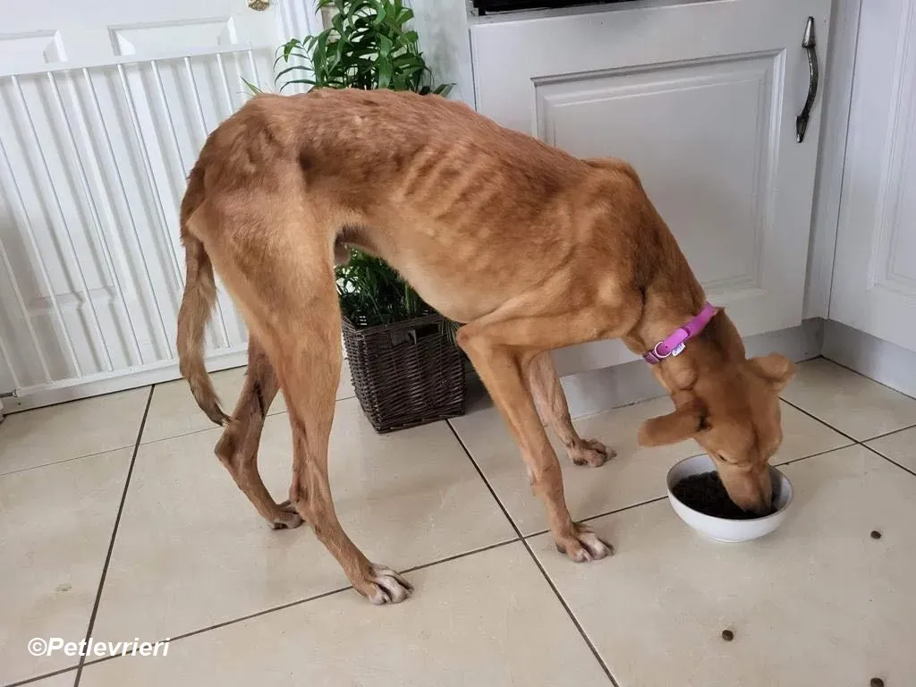 Thomas adozione levrieri greyhound 9