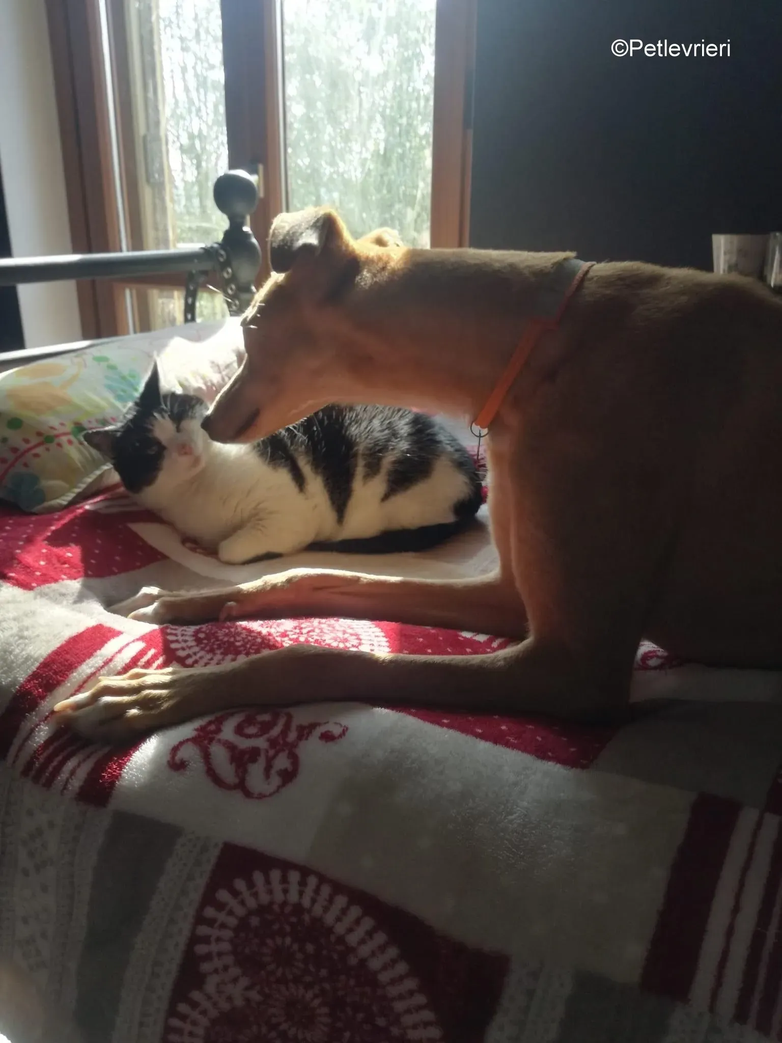 Thomas lurcher pet levrieri foster 1