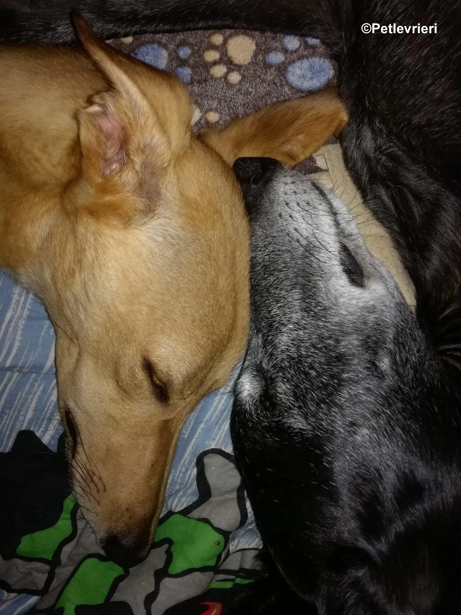 Thomas lurcher pet levrieri foster1 1