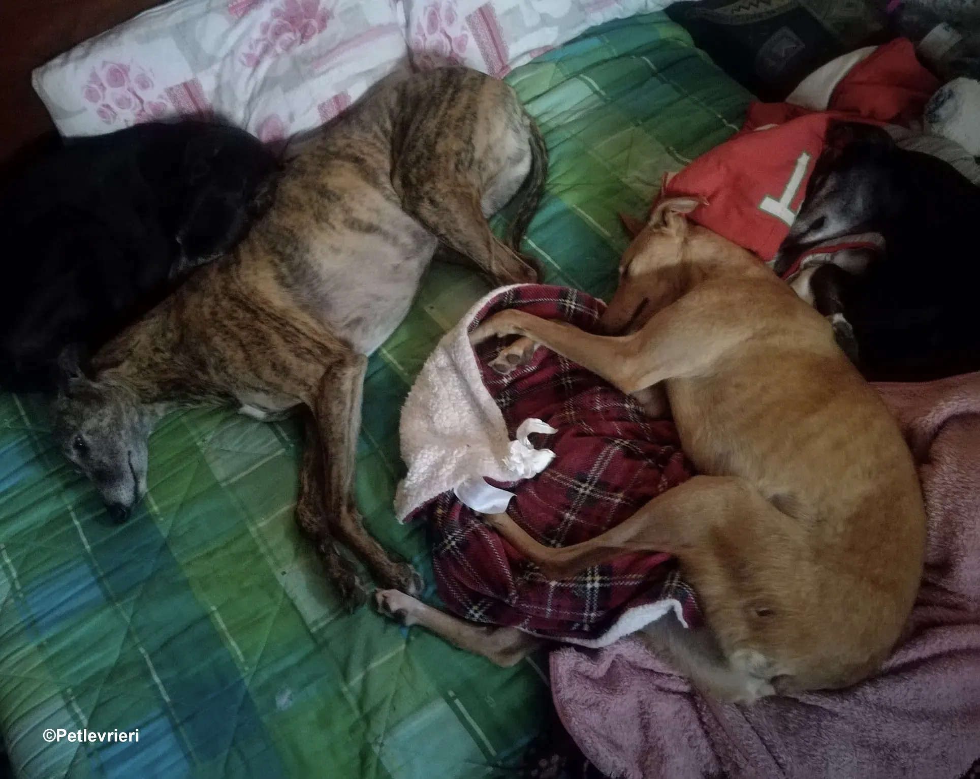 Thomas lurcher pet levrieri foster2 1