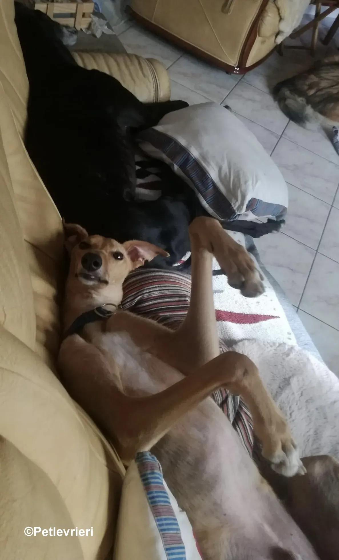 Thomas lurcher pet levrieri foster3 1