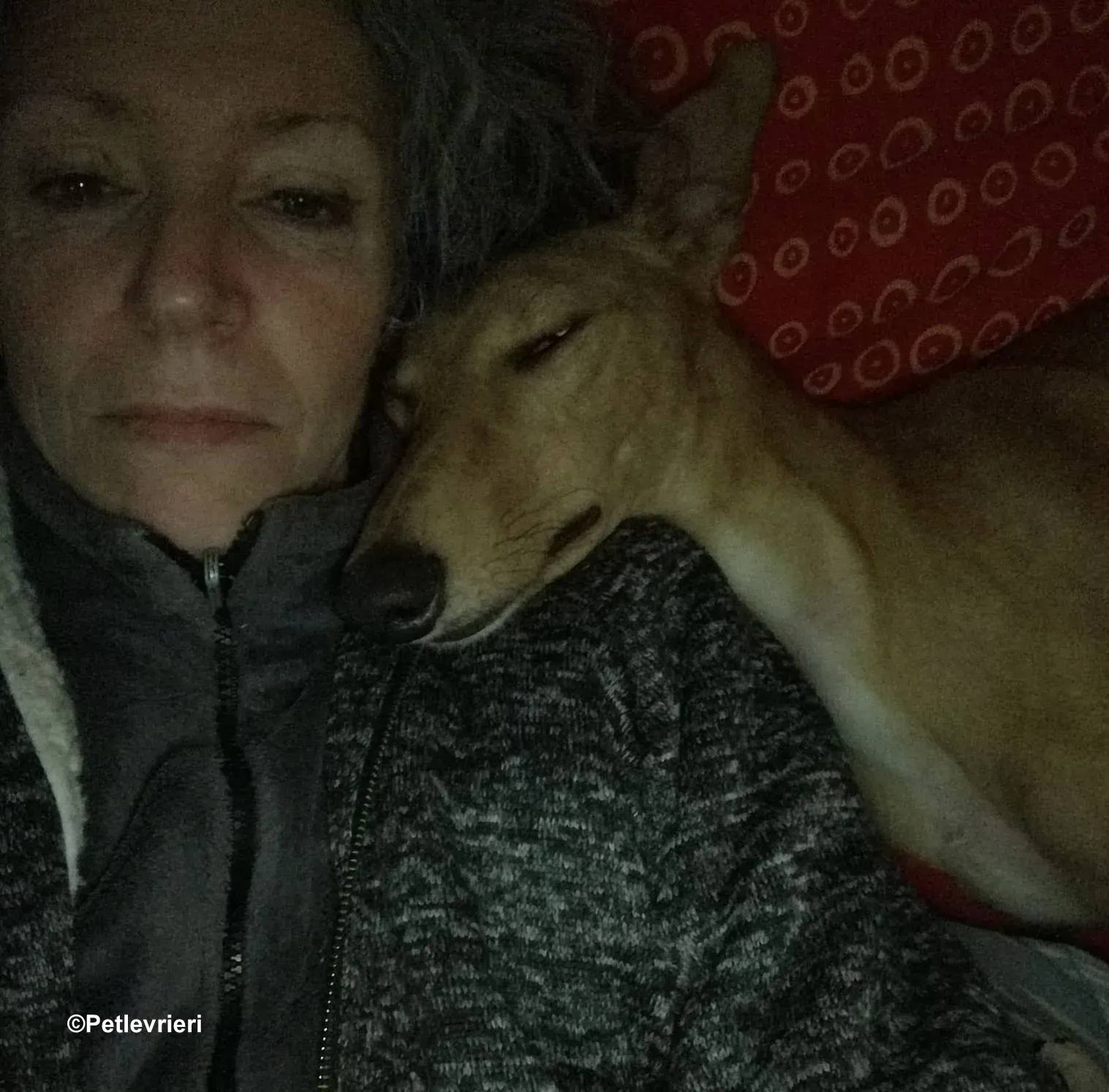 Thomas lurcher pet levrieri foster4 1