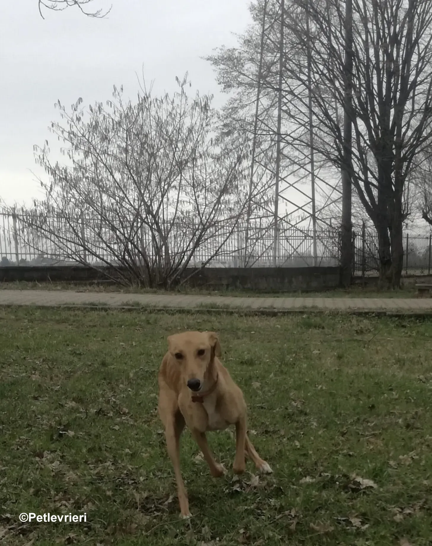 Thomas lurcher pet levrieri foster5 1