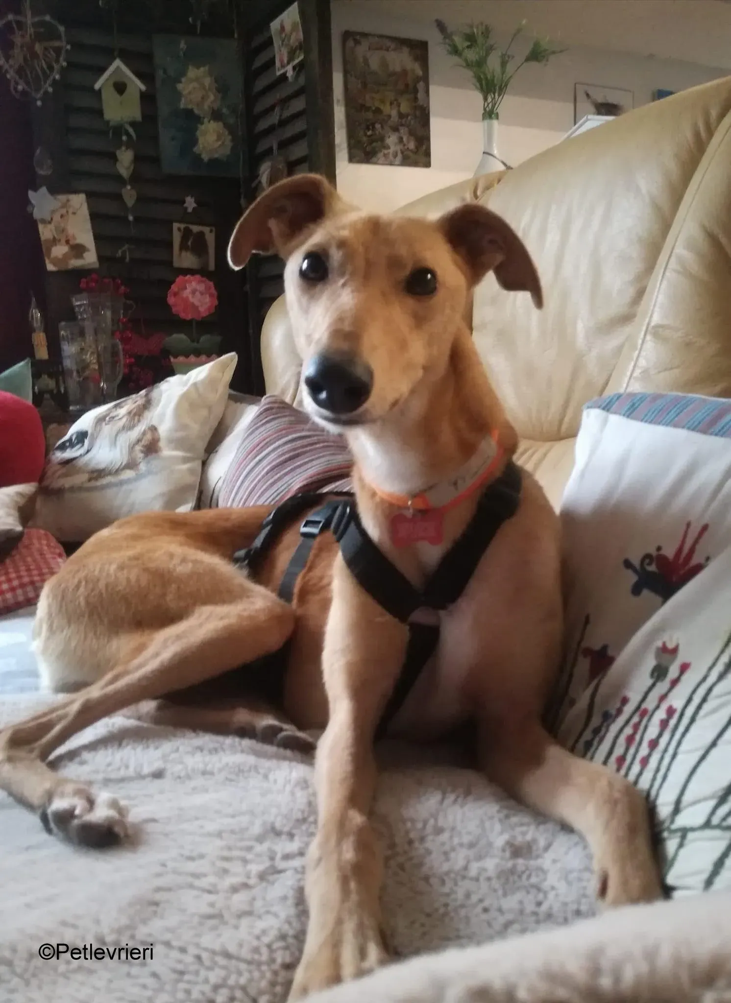 Thomas lurcher pet levrieri foster6 4