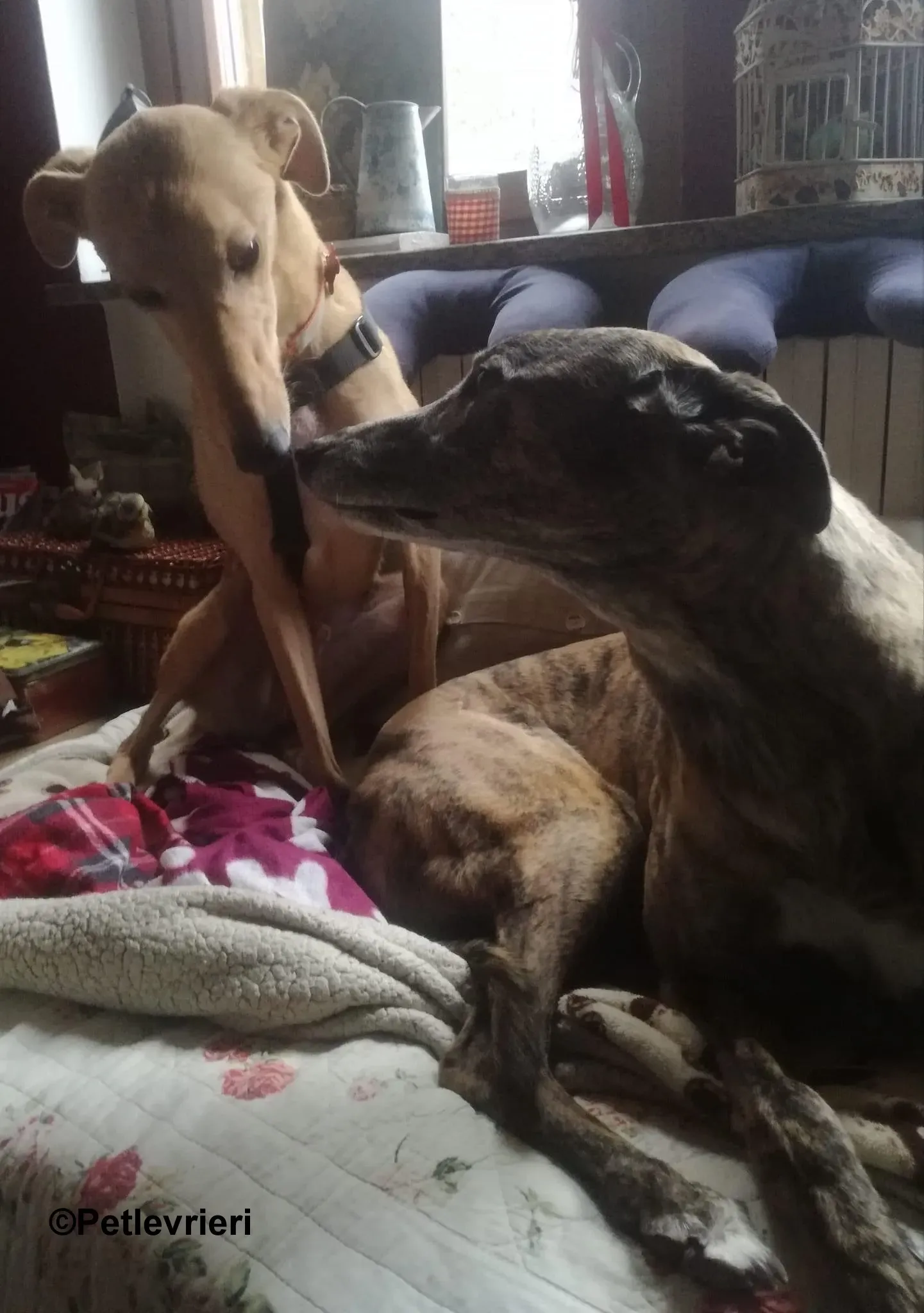 Thomas lurcher pet levrieri foster7 1