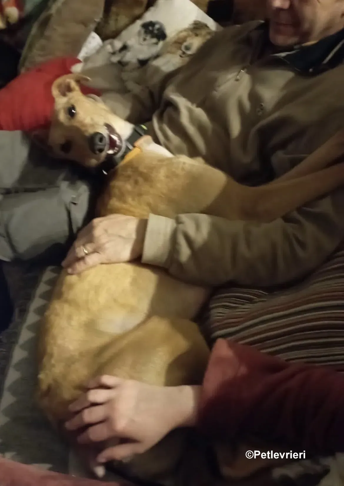 Thomas lurcher pet levrieri foster8 1