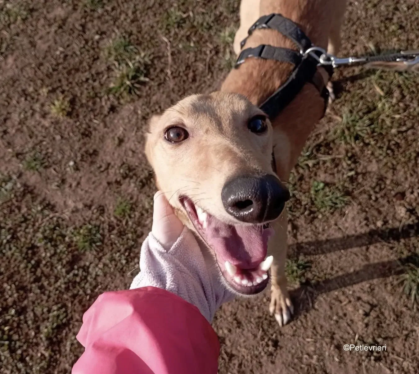 Thomas lurcher pet levrieri foster9 2