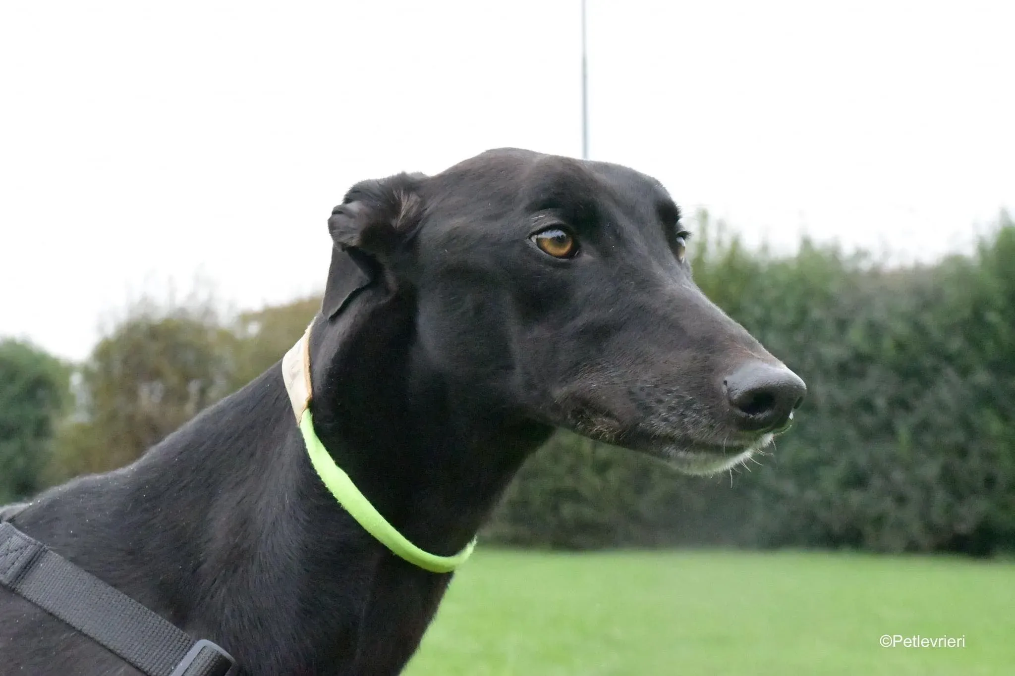 Thomas black dog greyhound adozione levrieri 1