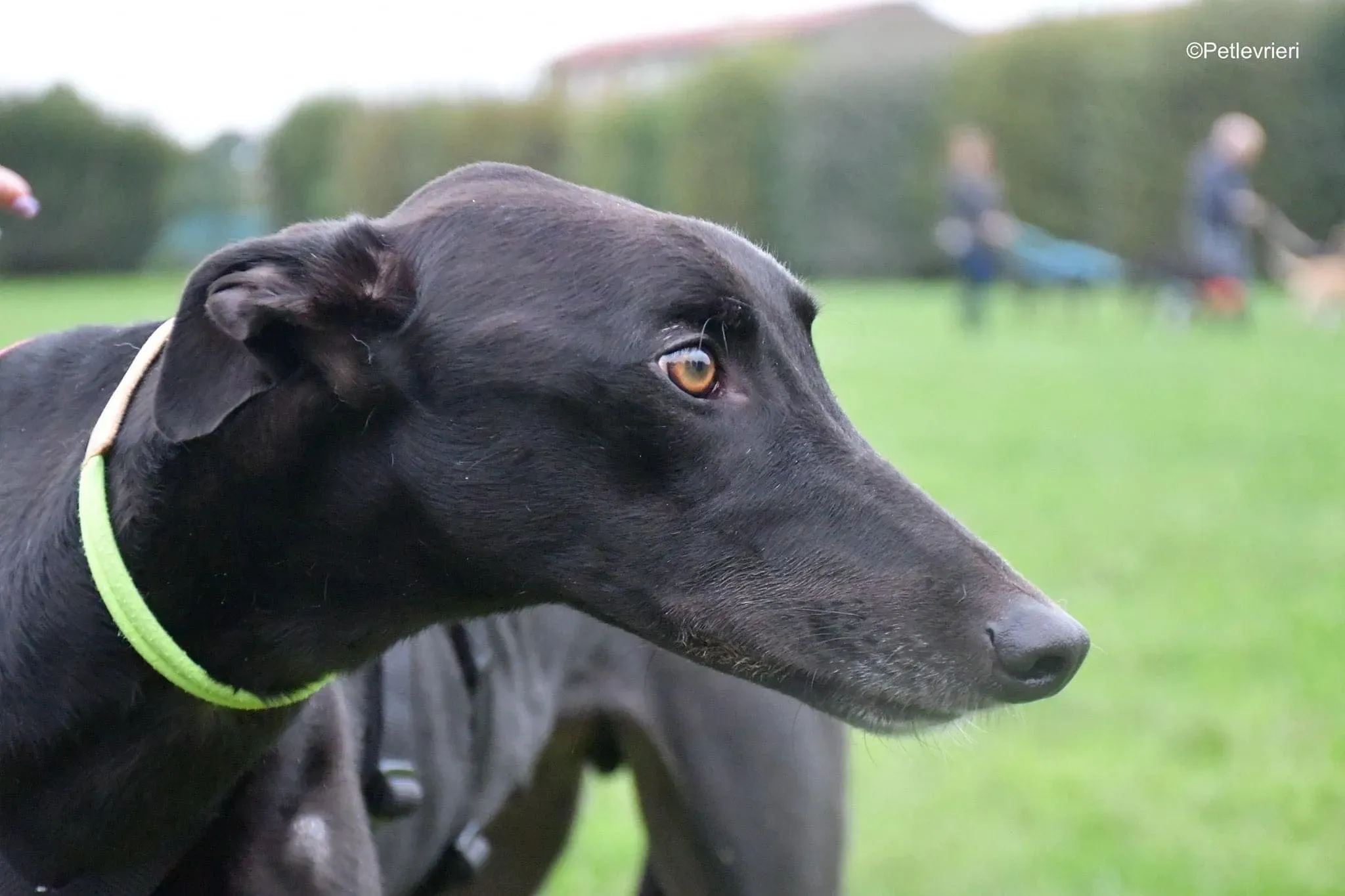 Thomas black dog greyhound adozione levrieri 10