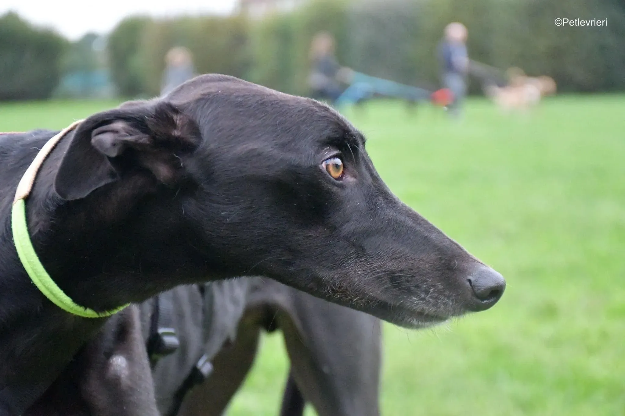 Thomas black dog greyhound adozione levrieri 11