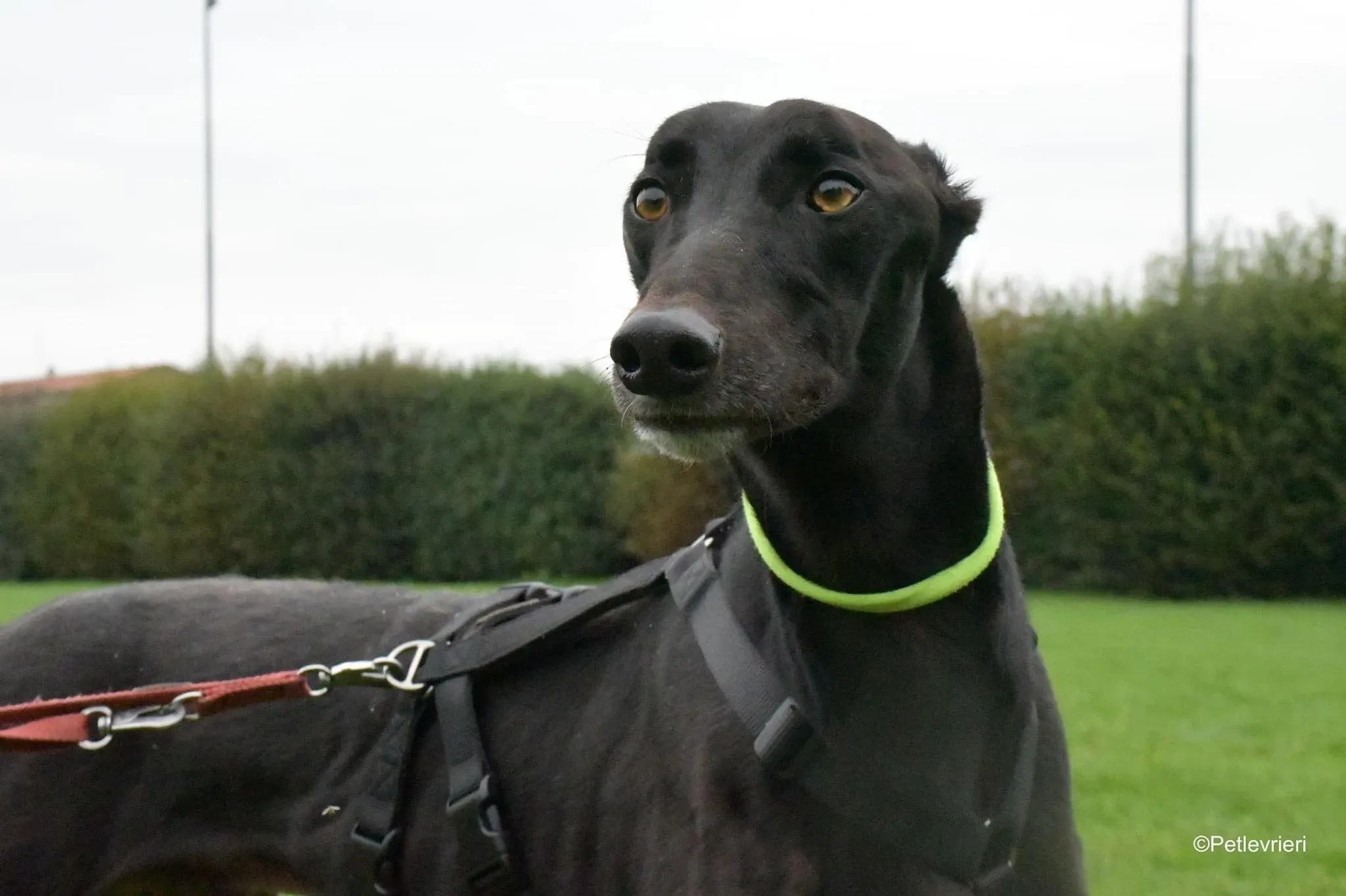 Thomas black dog greyhound adozione levrieri 2