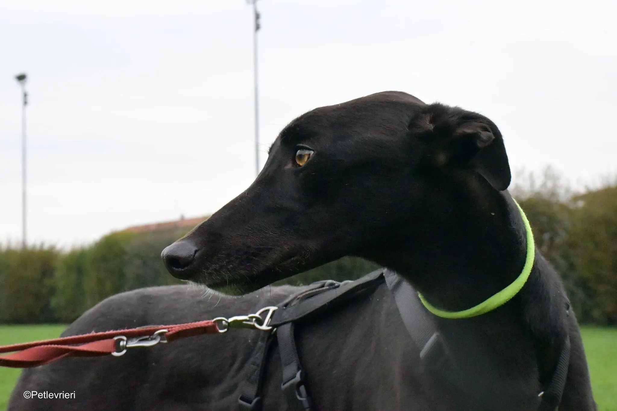 Thomas black dog greyhound adozione levrieri 3