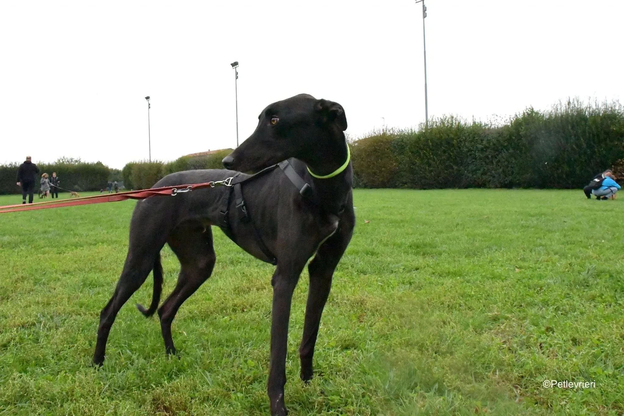 Thomas black dog greyhound adozione levrieri 4