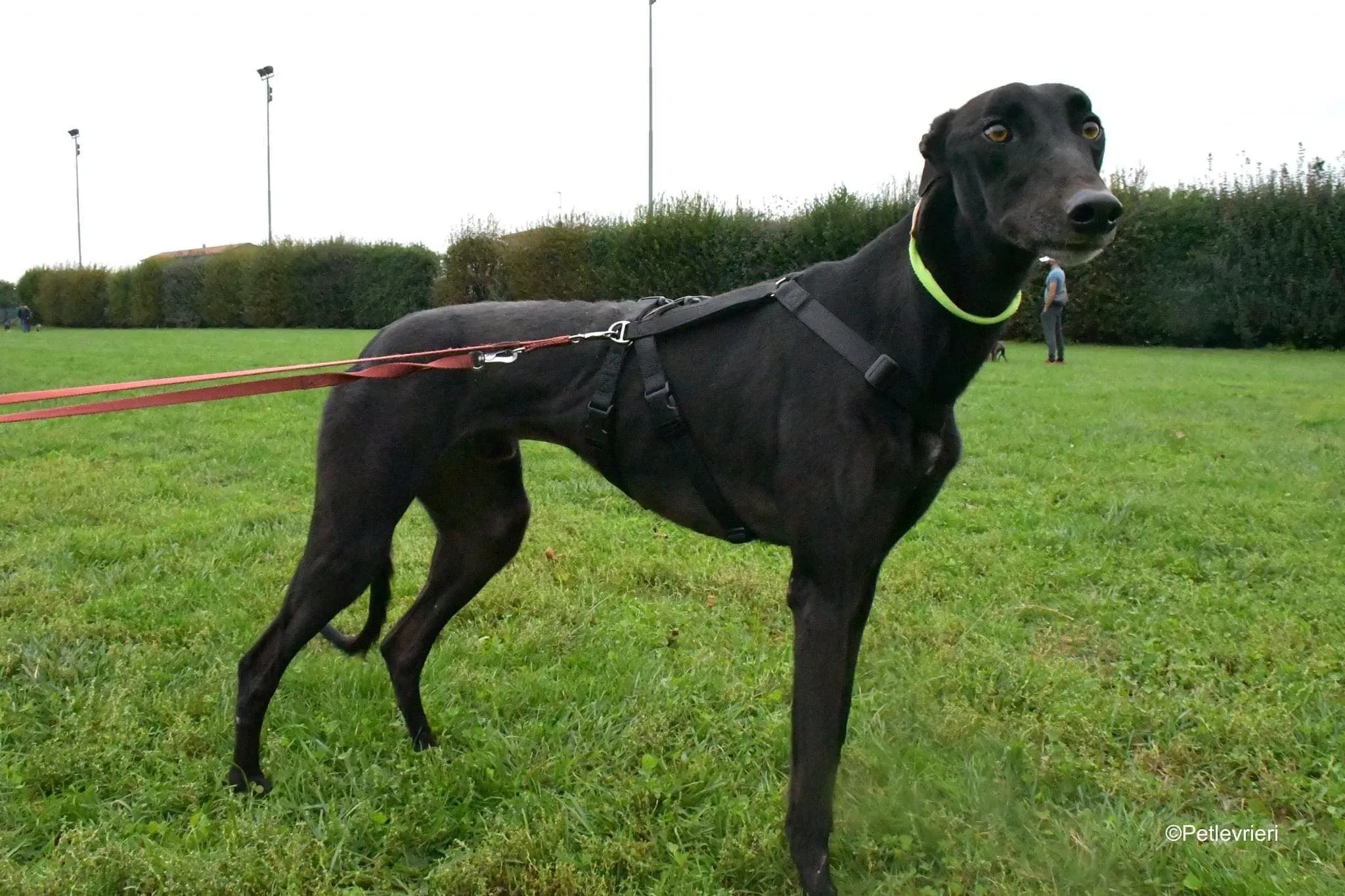 Thomas black dog greyhound adozione levrieri 5