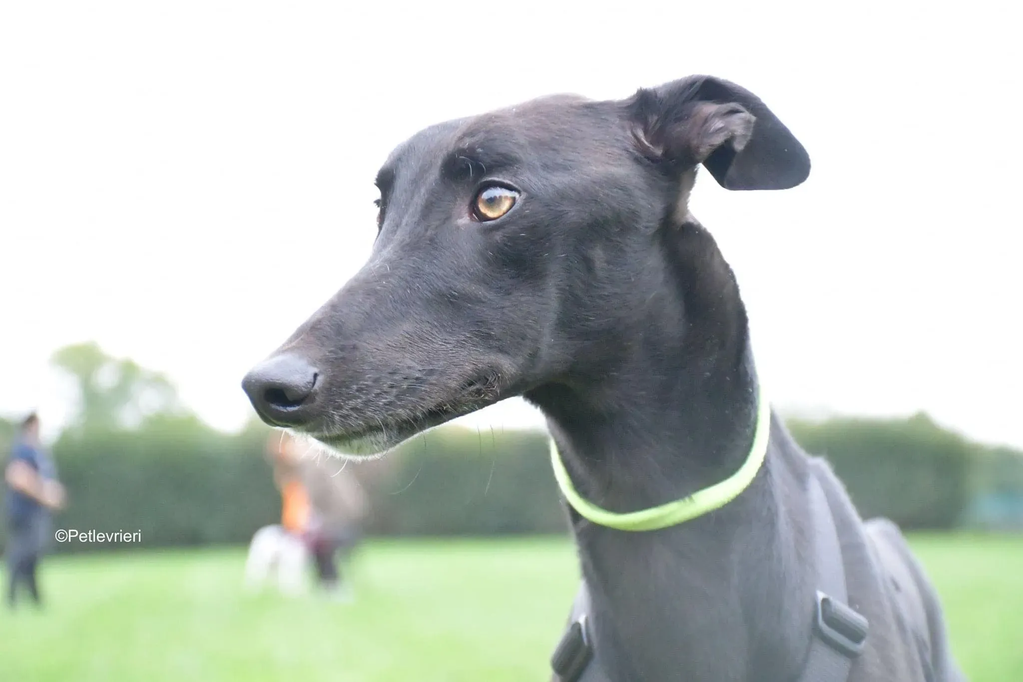 Thomas black dog greyhound adozione levrieri 6