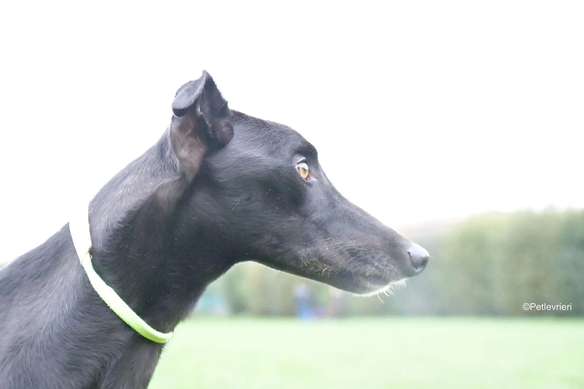 Thomas black dog greyhound adozione levrieri 7