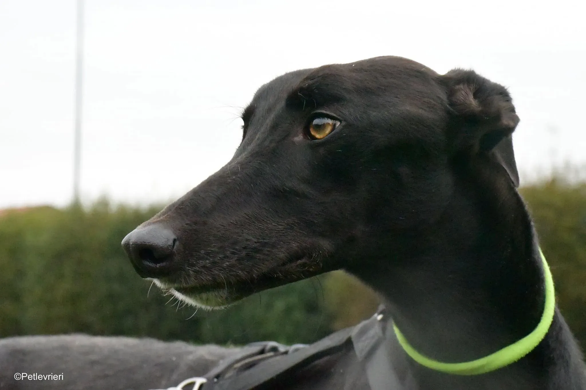 Thomas black dog greyhound adozione levrieri 9