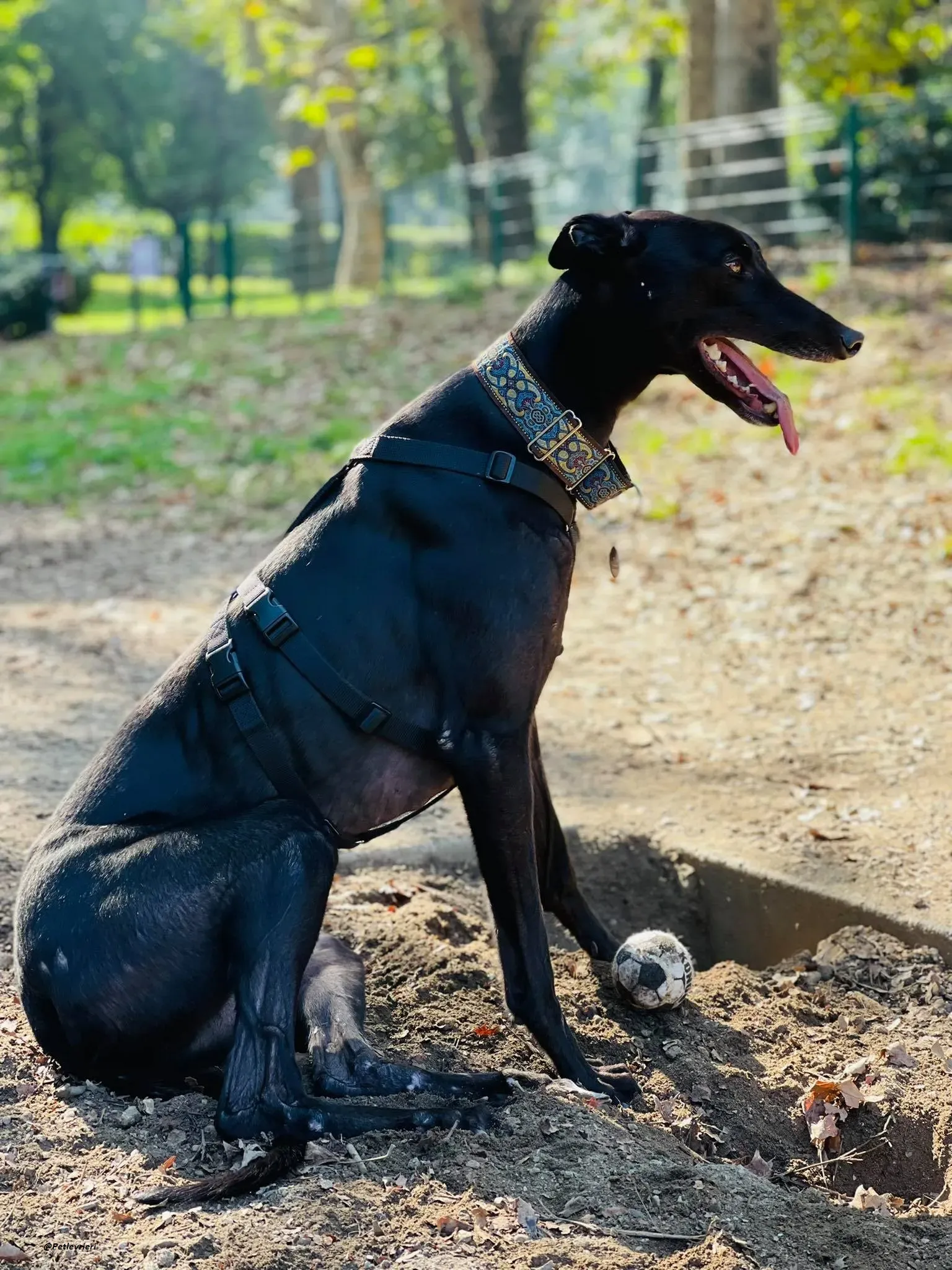 Thomas city dog adozione levrieri greyhound 1