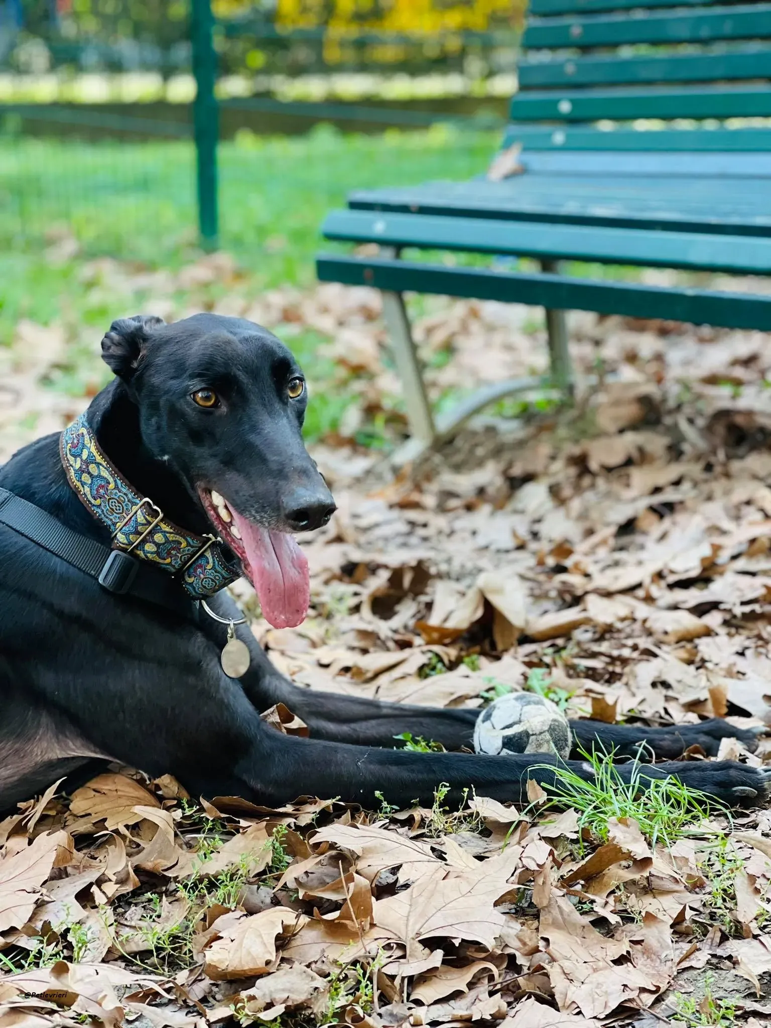 Thomas city dog adozione levrieri greyhound 2