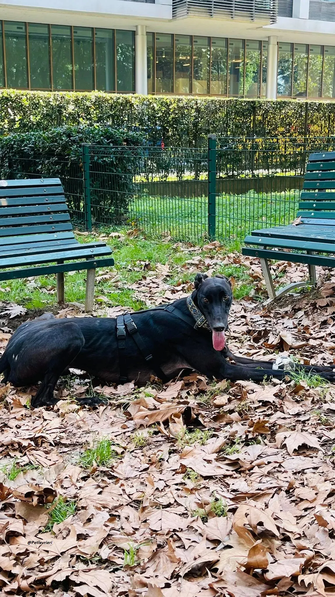 Thomas city dog adozione levrieri greyhound 3