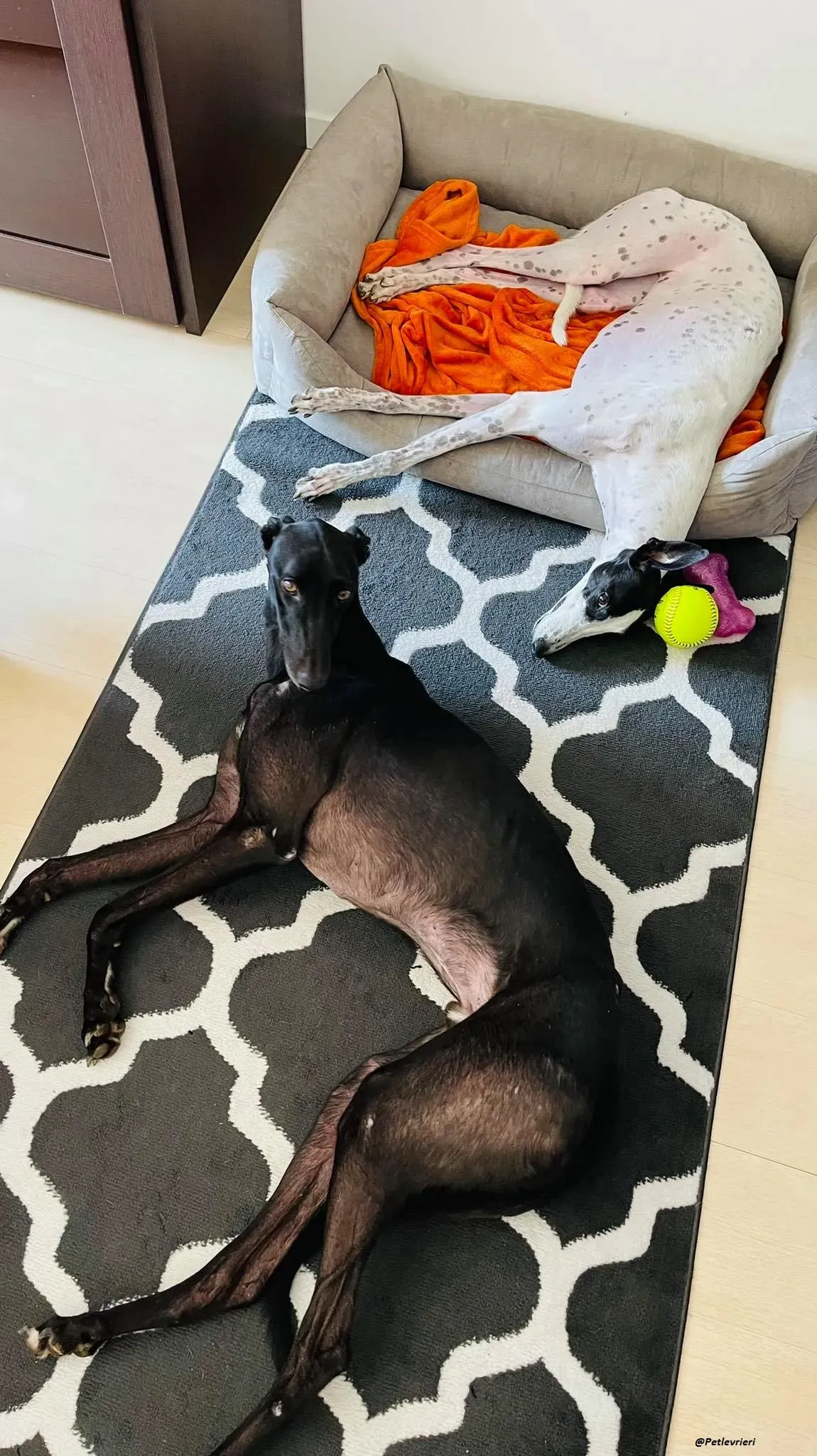 Thomas city dog adozione levrieri greyhound 4