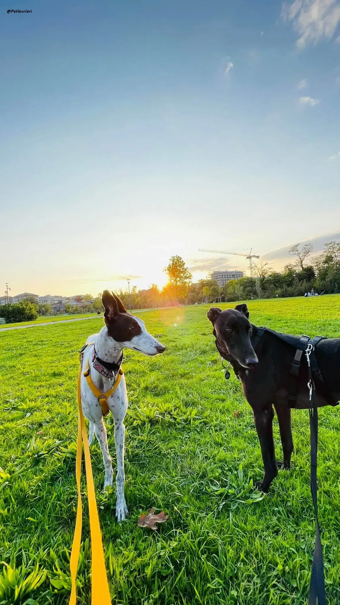 Thomas city dog adozione levrieri greyhound 5