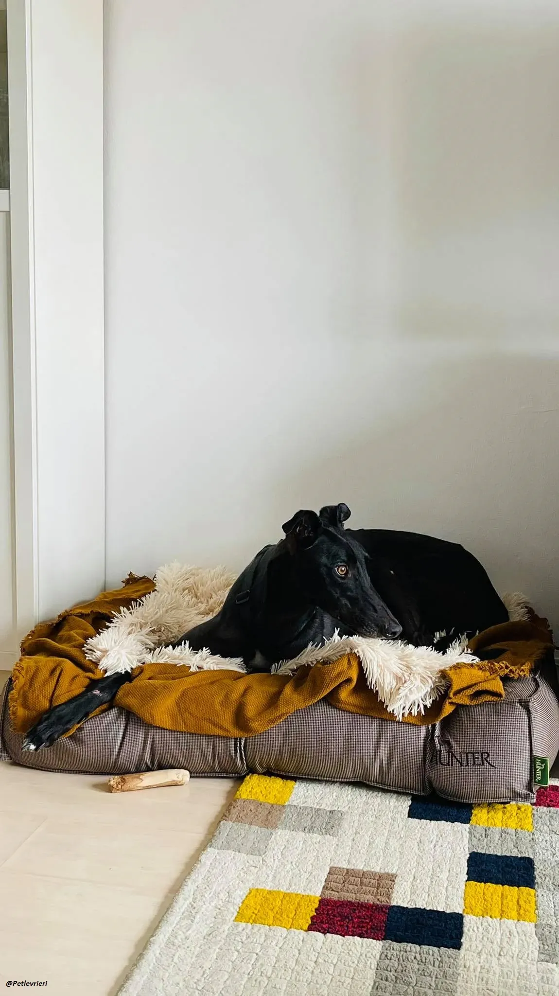 Thomas city dog adozione levrieri greyhound 6