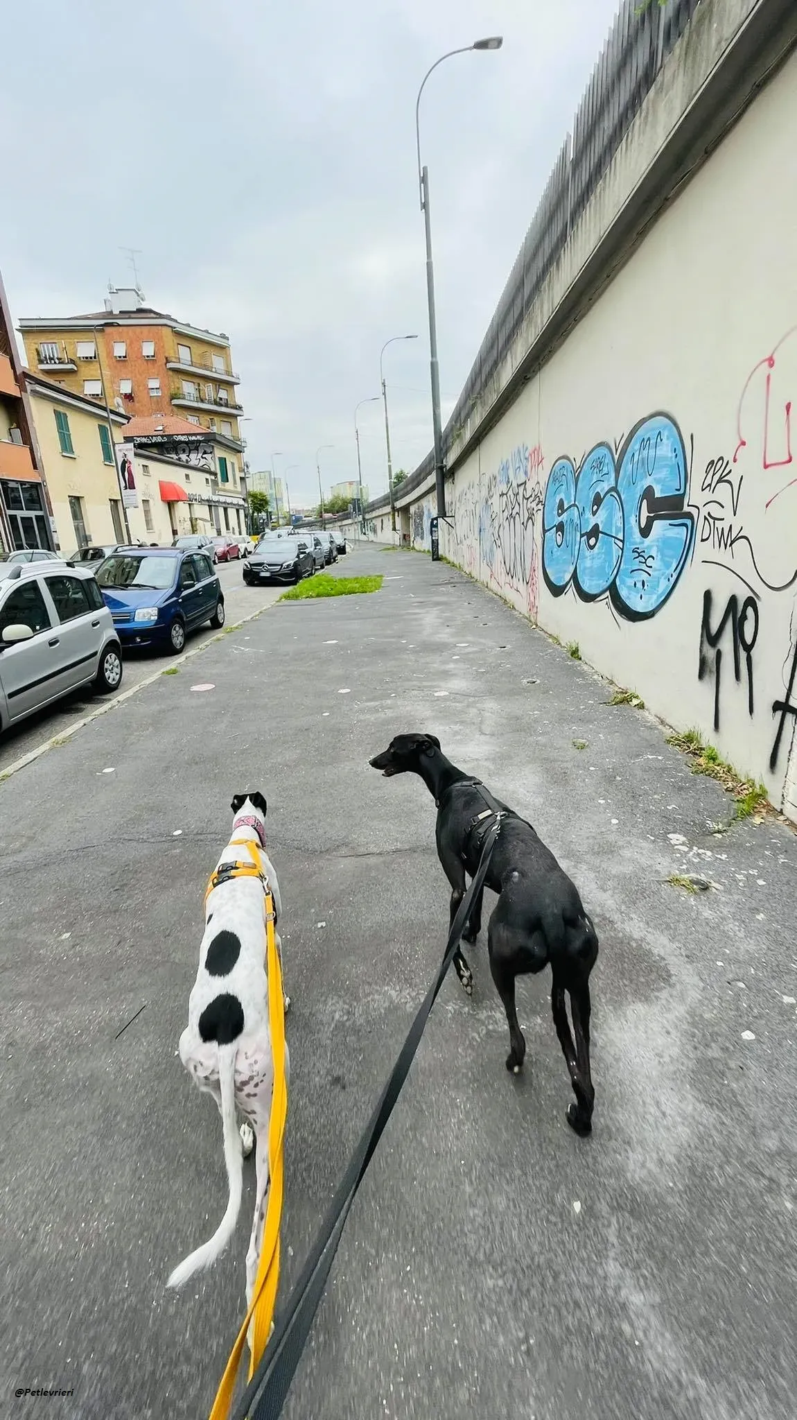 Thomas city dog adozione levrieri greyhound 7