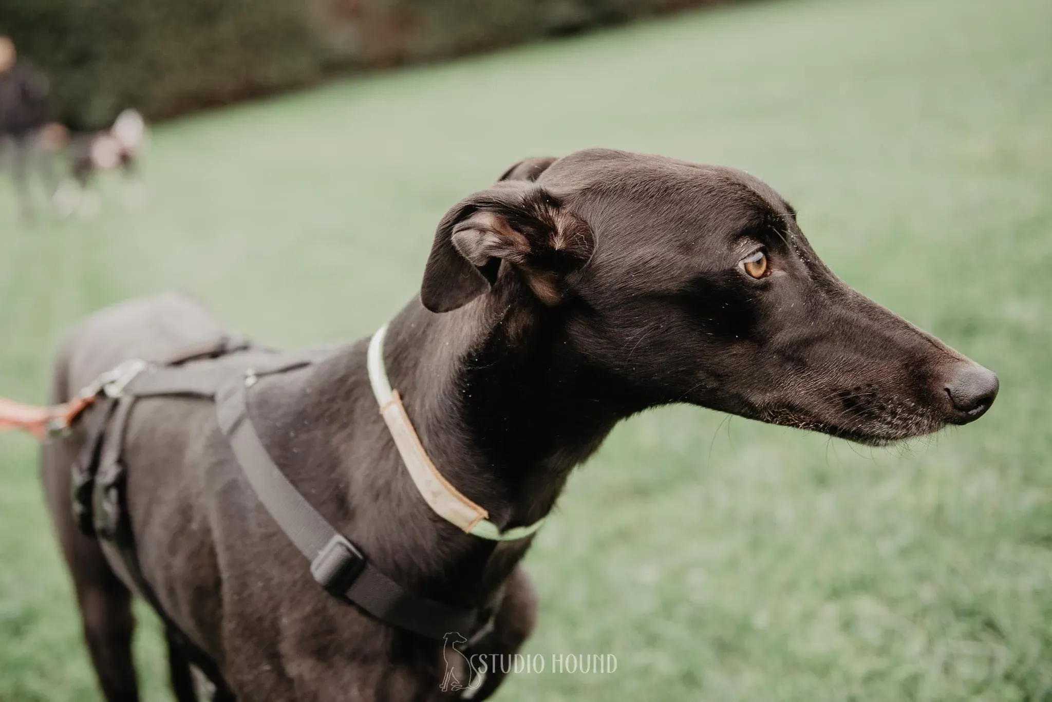 Thomas foster adozione levrieri greyhound 1