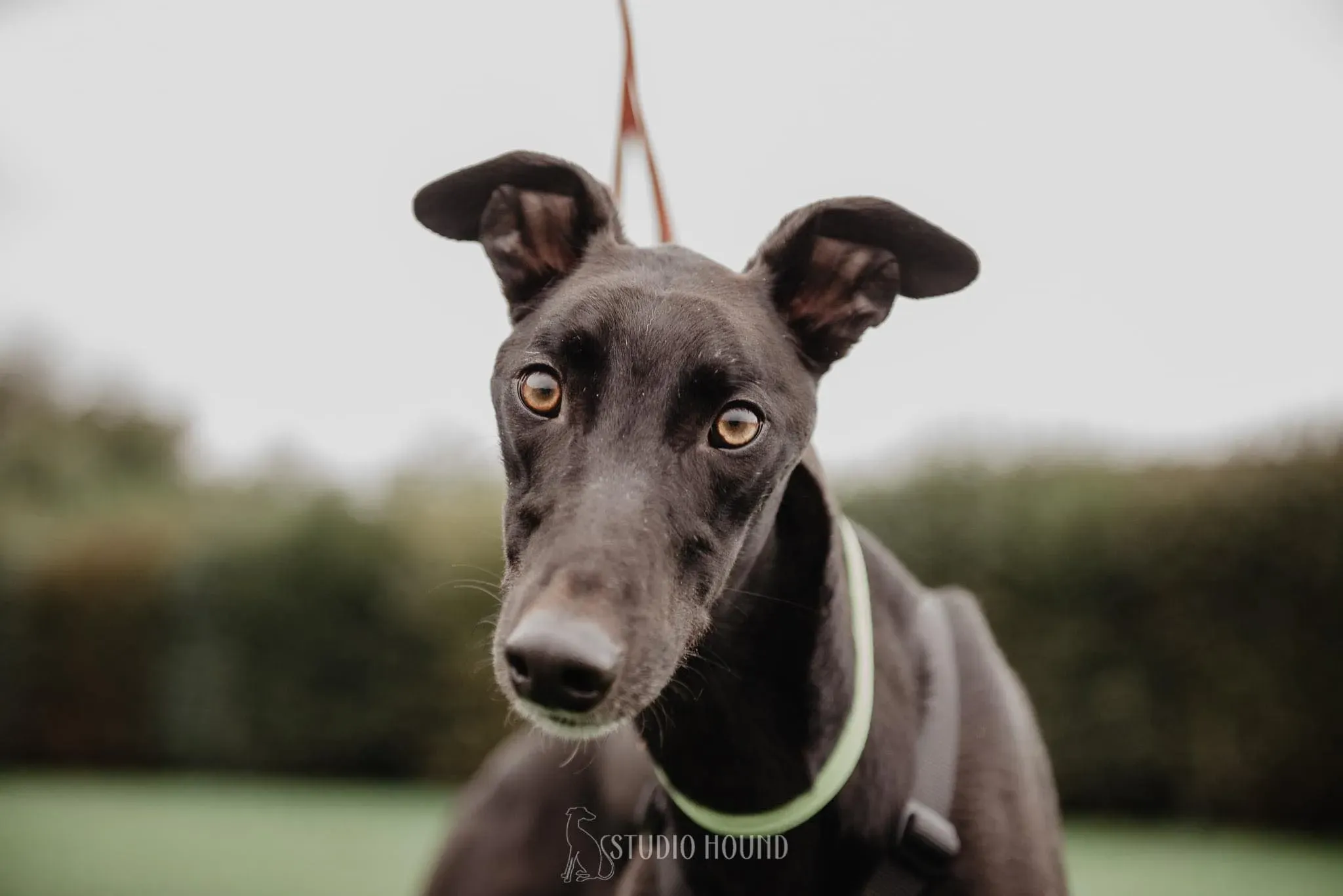 Thomas foster adozione levrieri greyhound 2