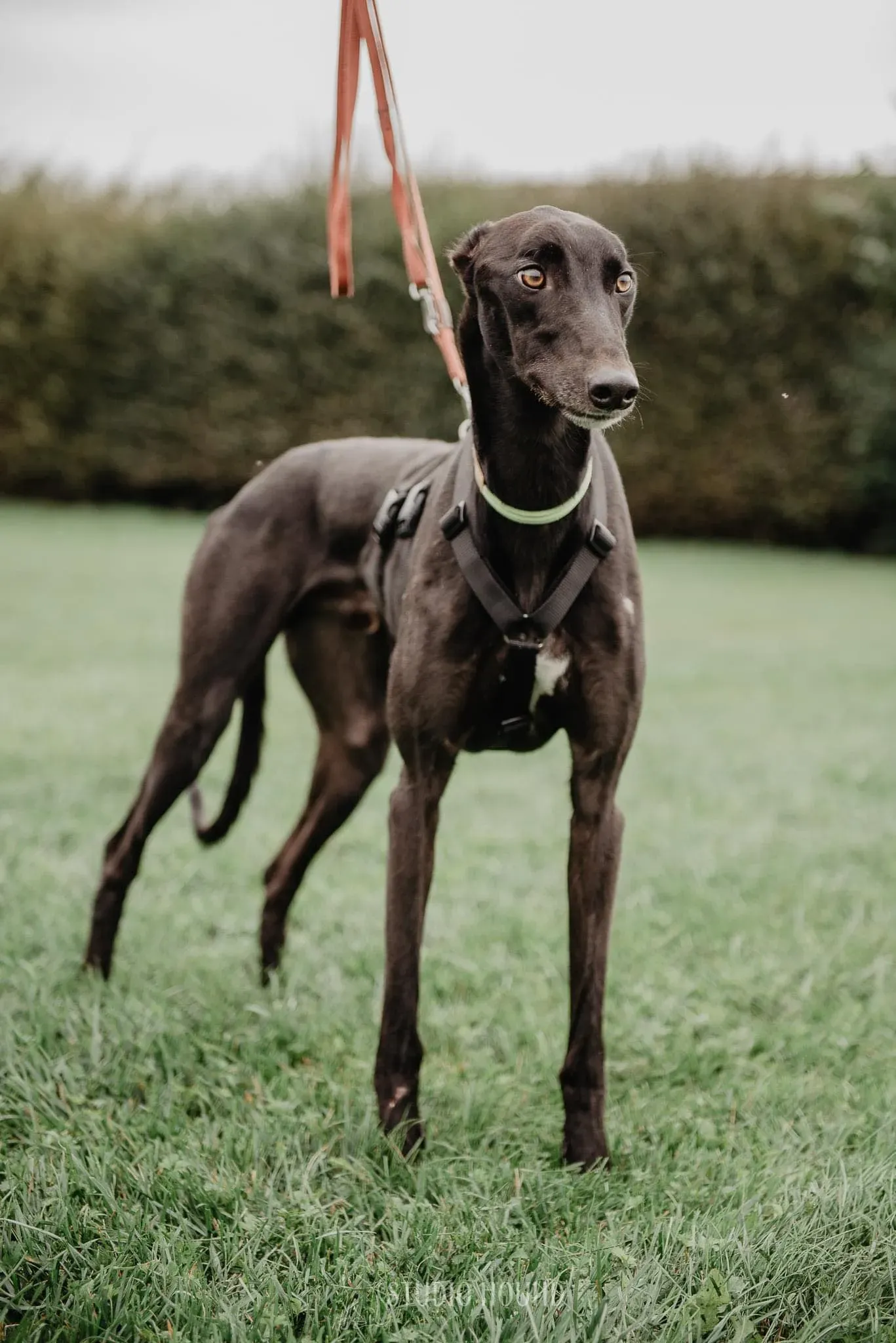 Thomas foster adozione levrieri greyhound 4